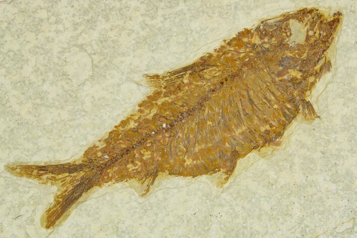 Detailed Fossil Fish (Knightia) - Wyoming #363893